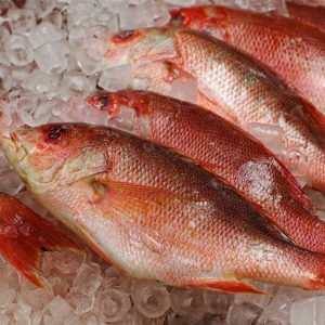 Wild Red Snapper
