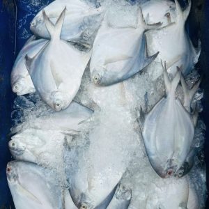 White Pomfret