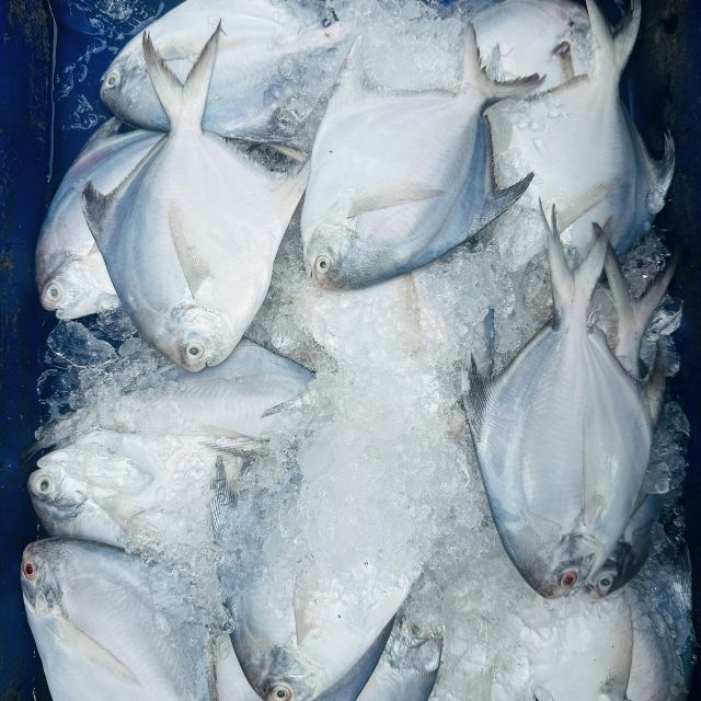 White Pomfret