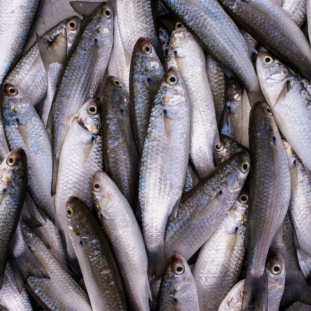 Fresh Grey Mullet