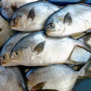 Pompano Fish
