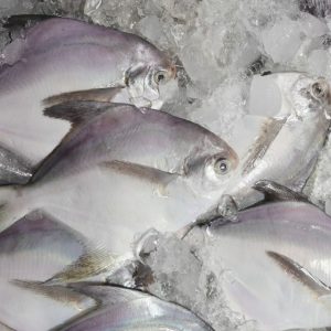 Silver Pomfret Fish