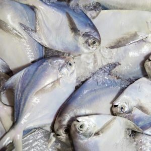 Pomfret Fish