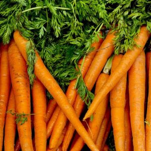 Carrot