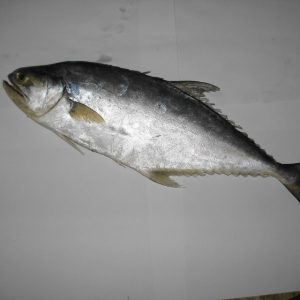 Surmai Fish